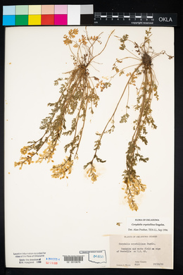 Corydalis crystallina image