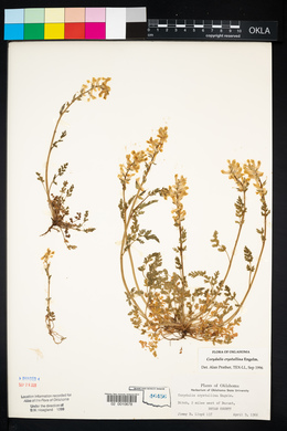 Corydalis crystallina image