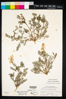 Corydalis crystallina image