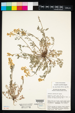 Corydalis crystallina image