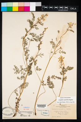 Corydalis crystallina image