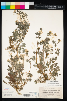 Corydalis flavula image