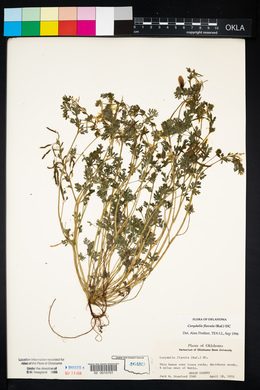 Corydalis flavula image