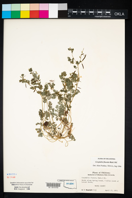 Corydalis flavula image