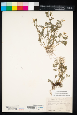 Corydalis flavula image