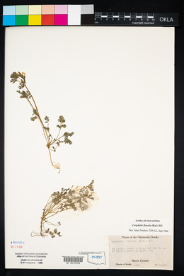 Corydalis flavula image