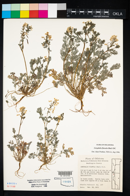 Corydalis flavula image