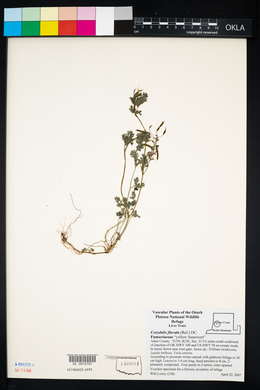 Corydalis flavula image