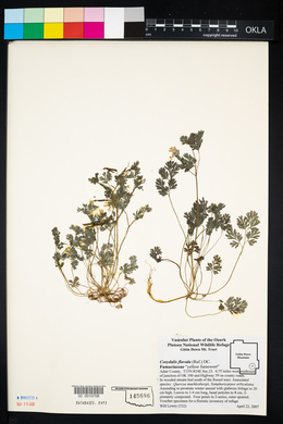 Corydalis flavula image