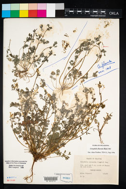 Corydalis flavula image