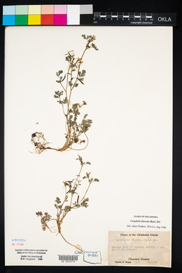 Corydalis flavula image