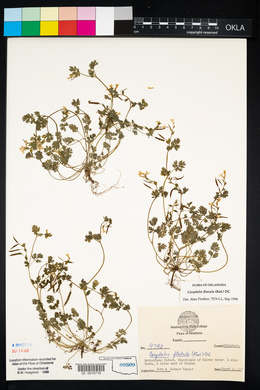 Corydalis flavula image