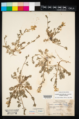 Corydalis micrantha image