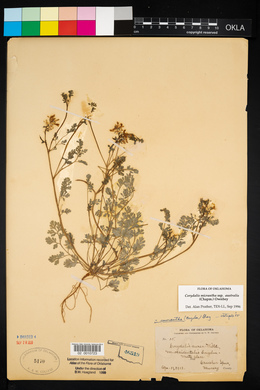 Corydalis micrantha image