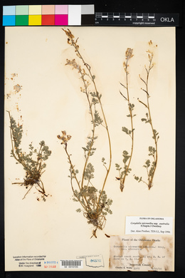 Corydalis micrantha image