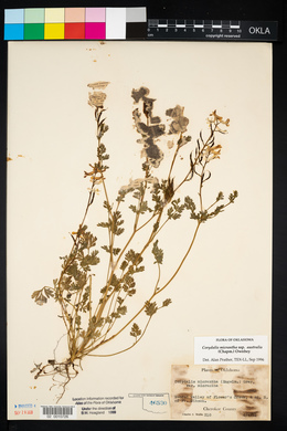 Corydalis micrantha image