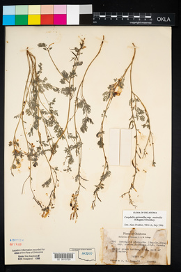 Corydalis micrantha image