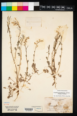 Corydalis micrantha image