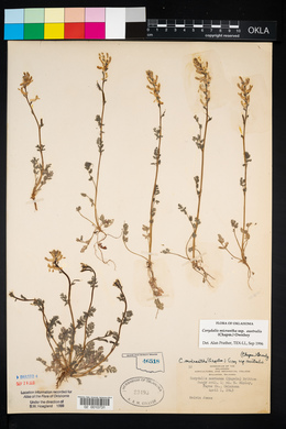 Corydalis micrantha image