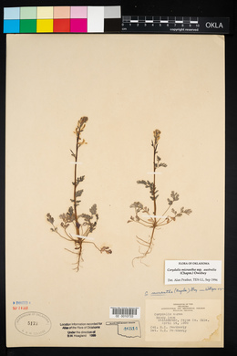 Corydalis micrantha subsp. australis image