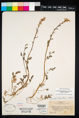 Corydalis micrantha image