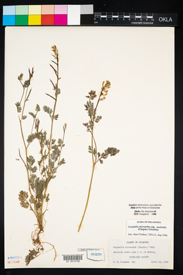 Corydalis micrantha image