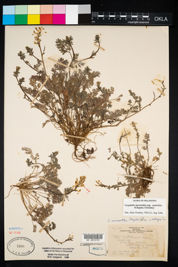 Corydalis micrantha image