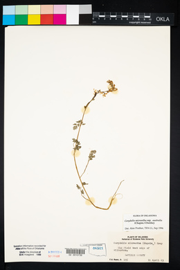 Corydalis micrantha image