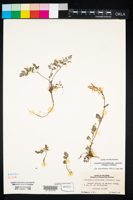 Corydalis micrantha image