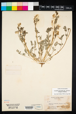 Corydalis micrantha image