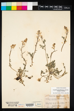 Corydalis micrantha image