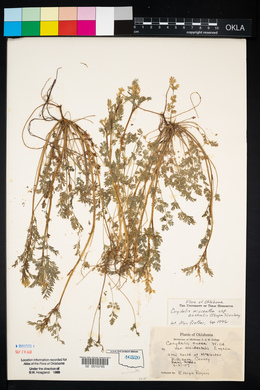 Corydalis micrantha image