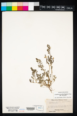 Corydalis micrantha image