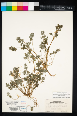 Corydalis micrantha image