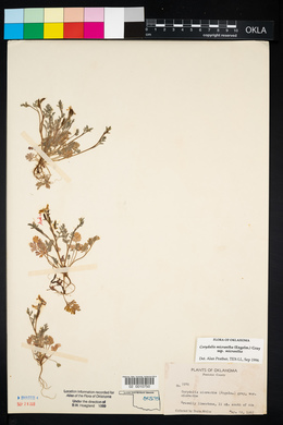 Corydalis micrantha image