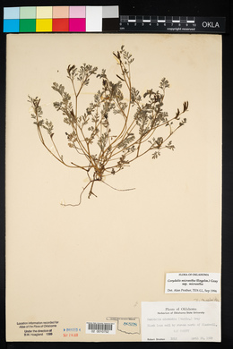 Corydalis micrantha image