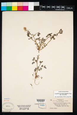 Corydalis micrantha image