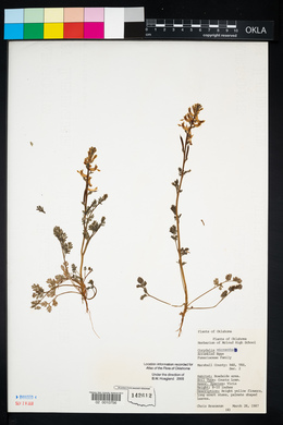 Corydalis micrantha image