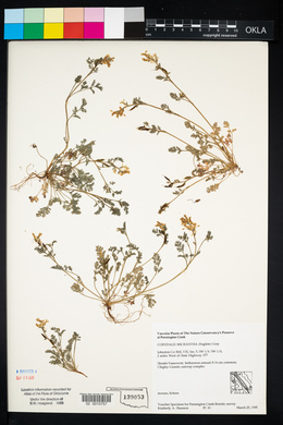 Corydalis micrantha image
