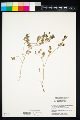 Corydalis micrantha image