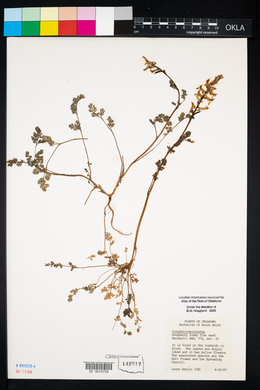 Corydalis micrantha image