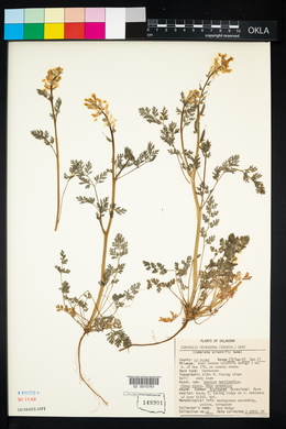 Corydalis micrantha image