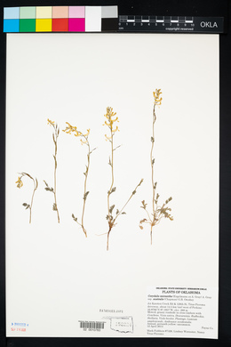 Corydalis micrantha image