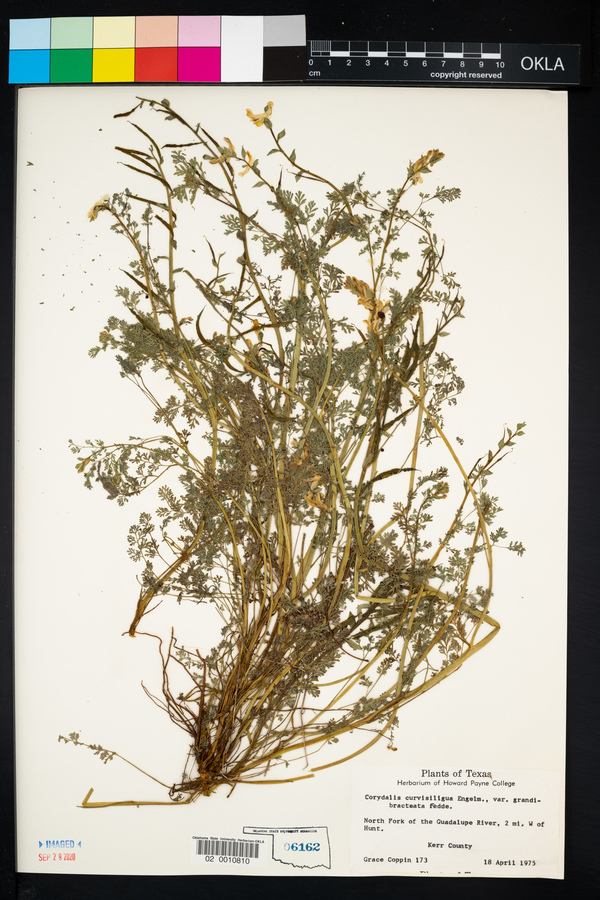 Corydalis curvisiliqua var. grandibracteata image