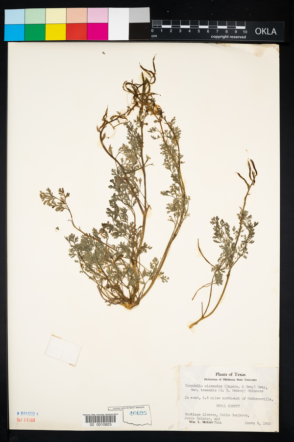 Corydalis micrantha var. texensis image