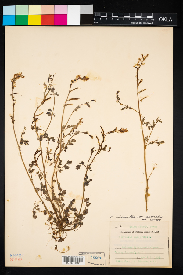 Corydalis micrantha var. australis image