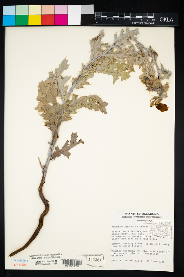 Argemone squarrosa image