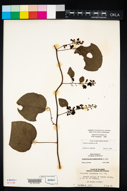 Nephroia carolina image