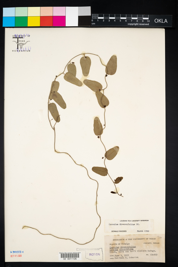 Cocculus diversifolius image