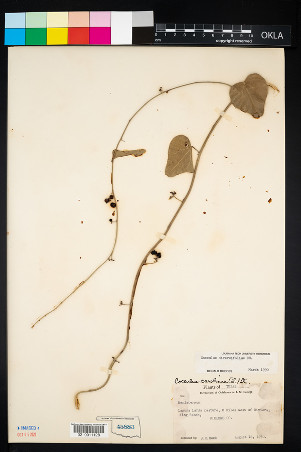 Cocculus diversifolius image